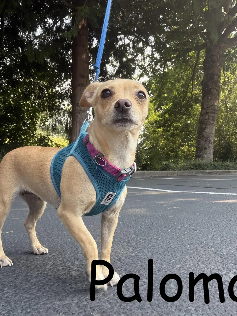 Paloma thumbnail 2