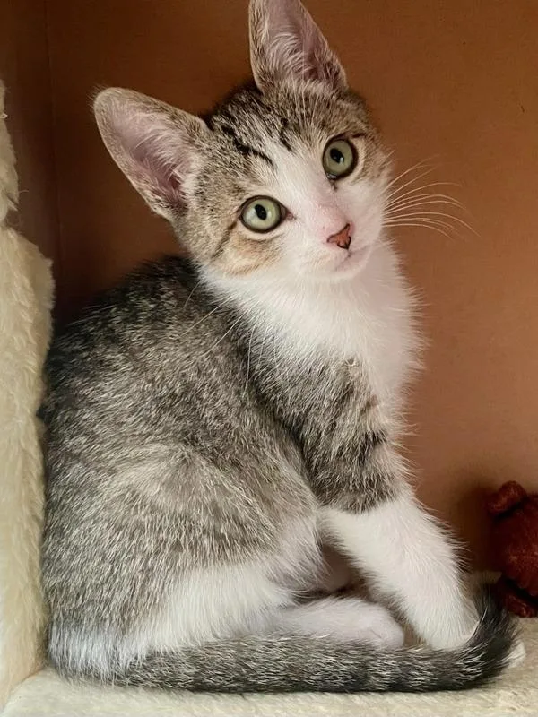 A baby small-sized female Domestic Short Hair cat named Tina for adoption in Escondido, CA