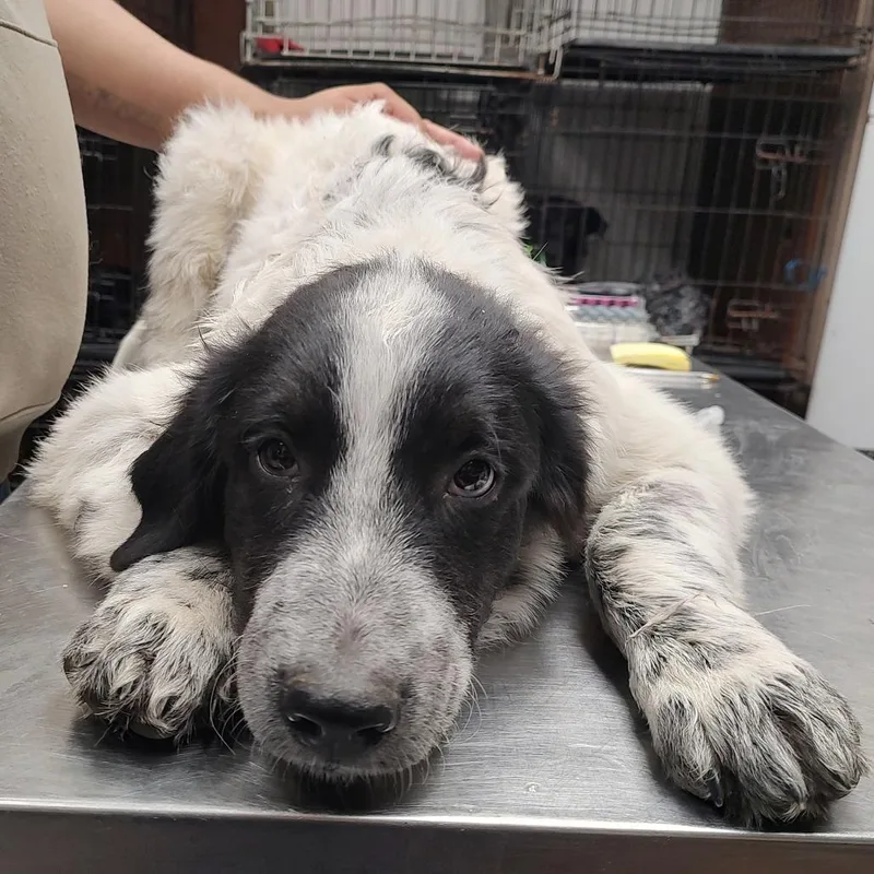 A baby medium-sized male White / Cream Great Pyrenees dog named P for adoption in Corsicana, TX
