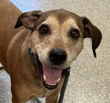 An adult large-sized male Shepherd dog named Maximus for adoption in Kansas City, MO