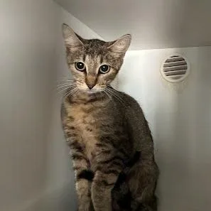 A young small-sized female Brown / Chocolate Domestic Short Hair cat named Sue for adoption in Jeffersonville, IN