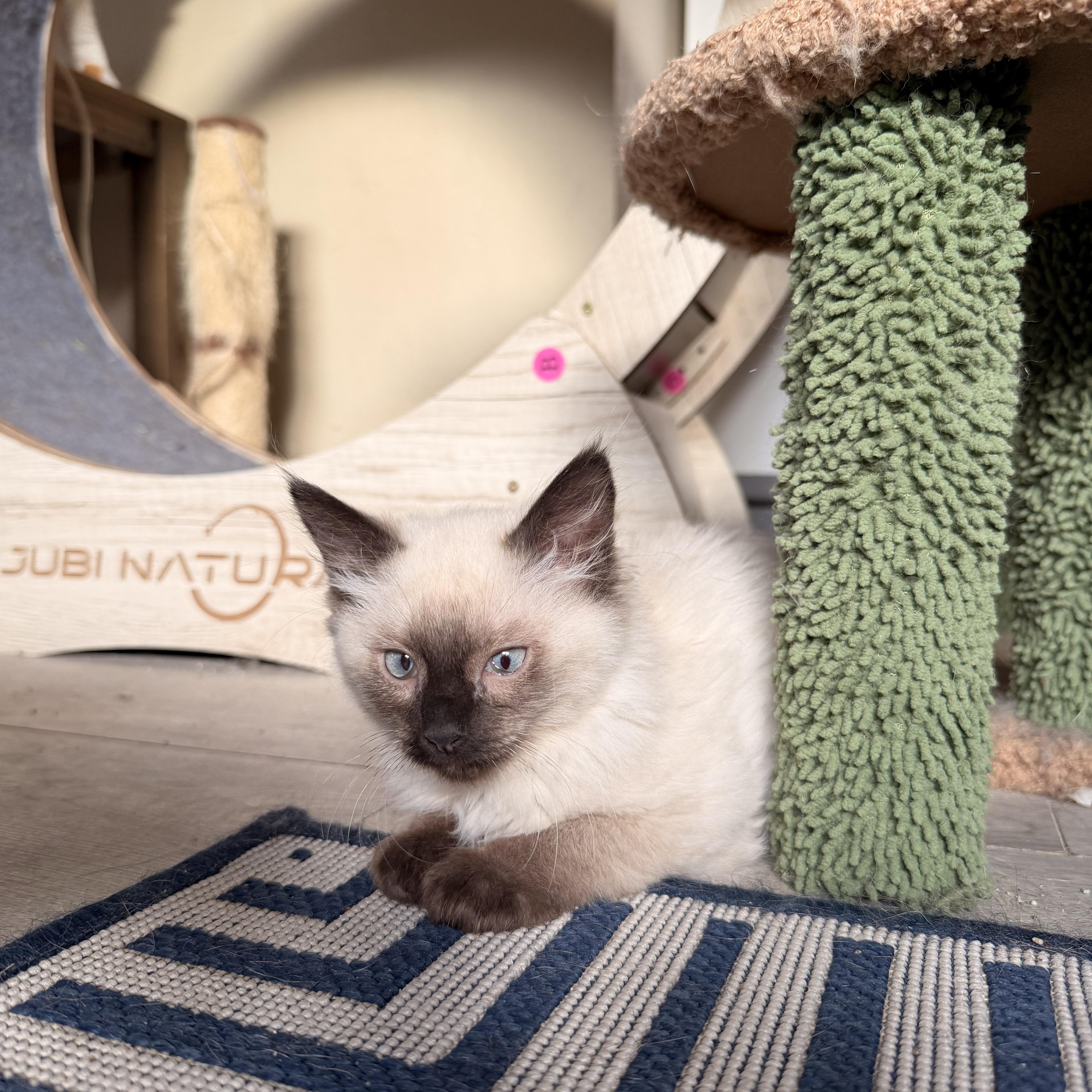 A baby medium-sized female Domestic Long Hair cat named Chantilly for adoption in Davis, CA