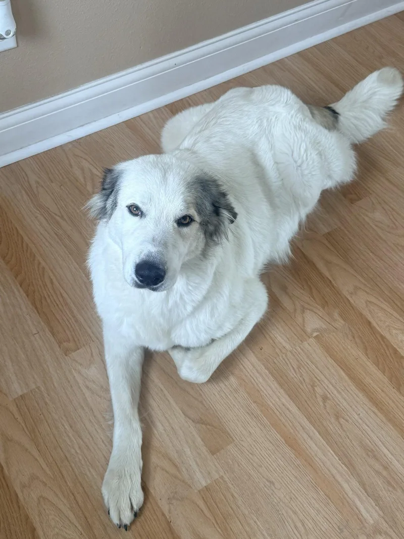 A young large-sized female Great Pyrenees dog named Koda for adoption in Houston, TX