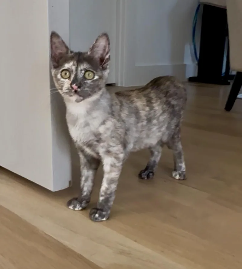 A baby medium-sized female Dilute Tortoiseshell cat named Bianca for adoption in Fort Worth, TX
