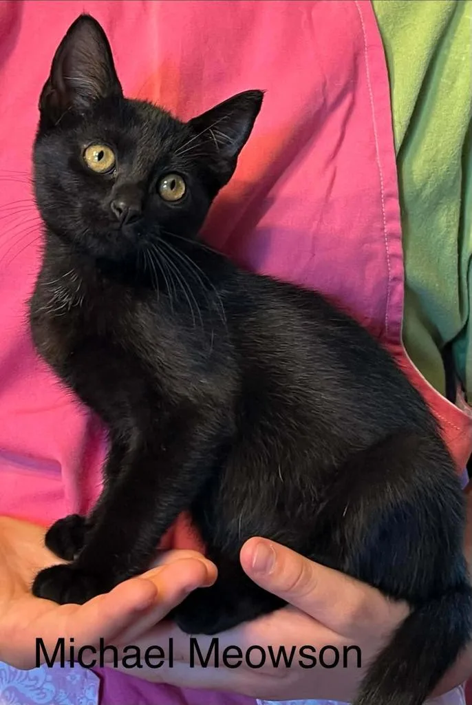 A baby small-sized male American Shorthair cat named Michael Meowson for adoption in El Dorado, AR