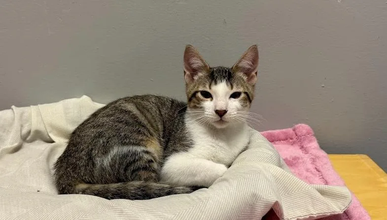 A baby small-sized male Black & White / Tuxedo Domestic Short Hair cat named Spike for adoption in Hudson, NH