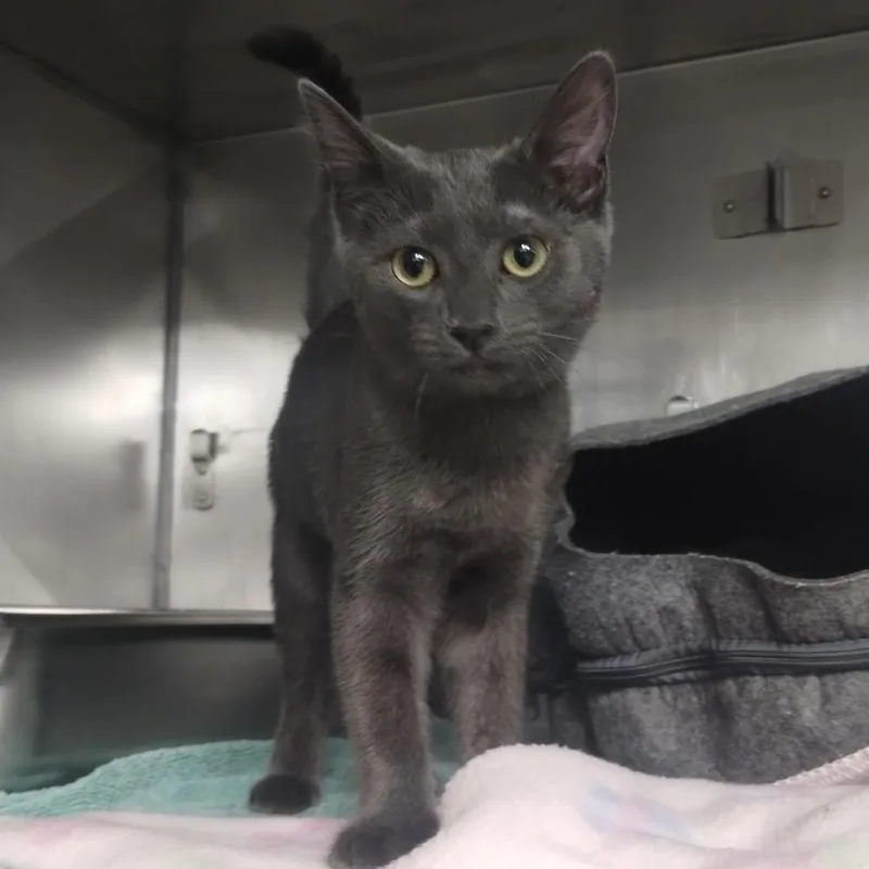 A baby small-sized female Russian Blue cat named Glytch for adoption in San Jacinto, CA