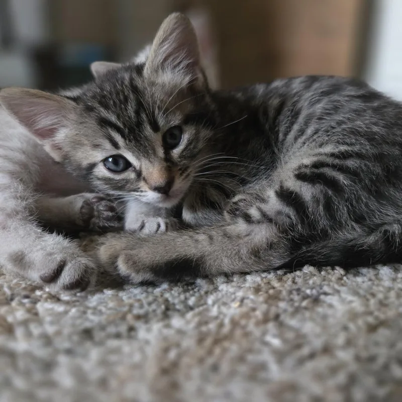 A baby small-sized female Gray / Blue / Silver Domestic Short Hair cat named Mellow for adoption in Kanab, UT