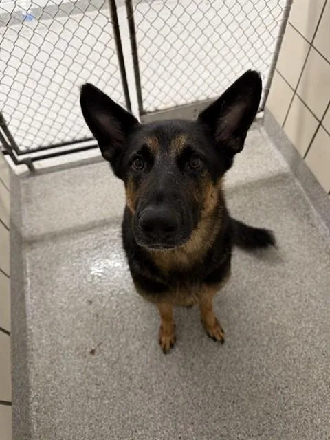 An adult large-sized male German Shepherd Dog dog named Duke for adoption in Pasadena, TX
