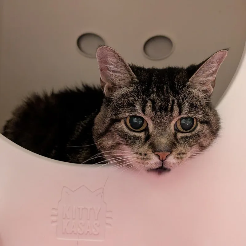 A senior medium-sized female Brown / Chocolate Extra-Toes Cat / Hemingway Polydactyl cat named Pj for adoption in Titusville, FL
