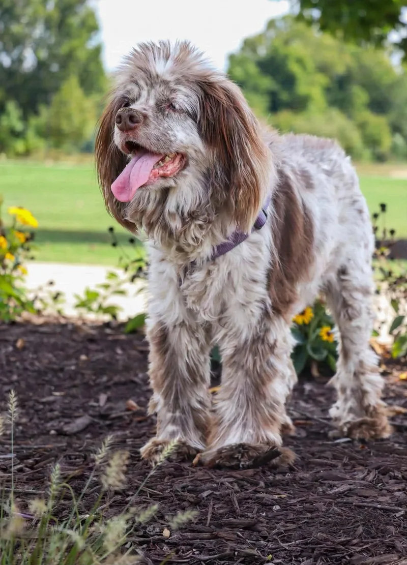 A young medium-sized female Cocker Spaniel dog named Rosemary for adoption in Greenville, SC