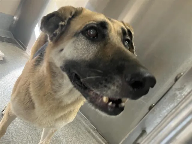 An adult large-sized female German Shepherd Dog dog named Alba for adoption in Tustin, CA