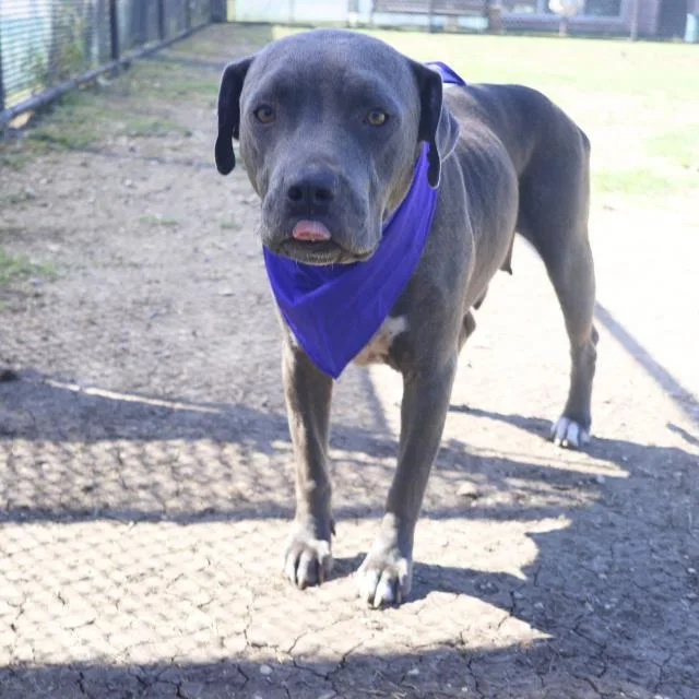 An adult medium-sized female American Staffordshire Terrier dog named Mercedes for adoption in San Antonio, TX