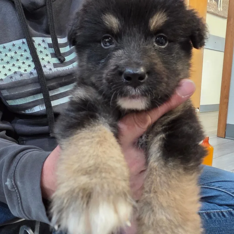 A baby small-sized male Australian Cattle Dog / Blue Heeler dog named Newton for adoption in Allyn, WA