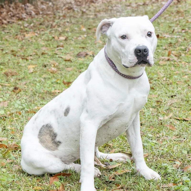 Cordellia thumbnail 2