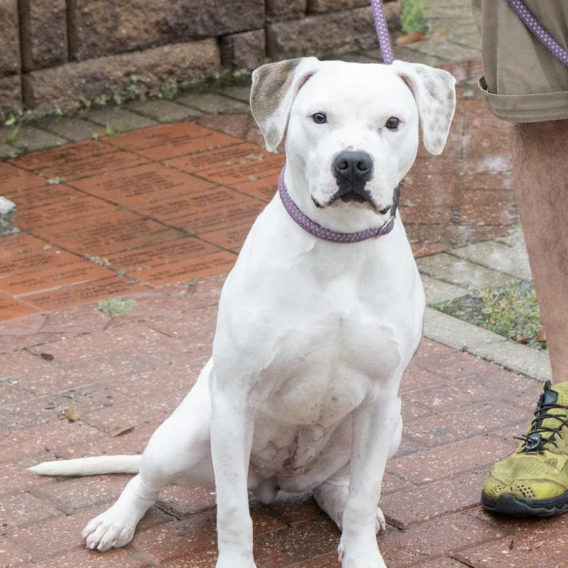 Cordellia thumbnail 3