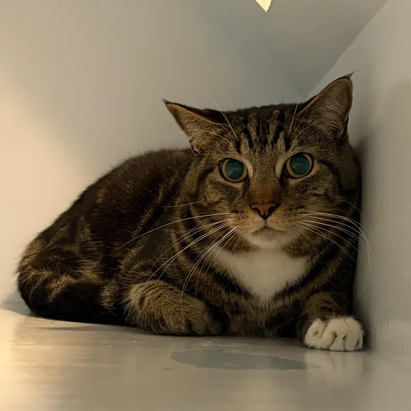 An adult large-sized male Tabby (Brown / Chocolate) Domestic Short Hair cat named Emit for adoption in Charleston, SC