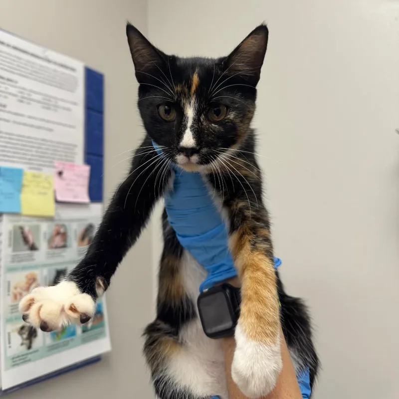 A young small-sized female Black Domestic Short Hair cat named Ophelia for adoption in Columbiana, AL
