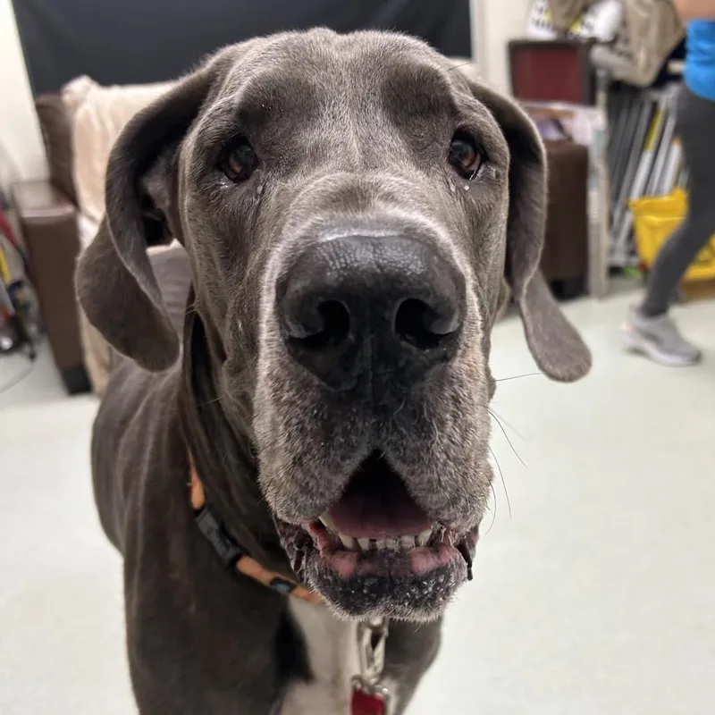 A senior extra large-sized male Gray / Blue / Silver Great Dane dog named Maverick for adoption in Springfield, MA