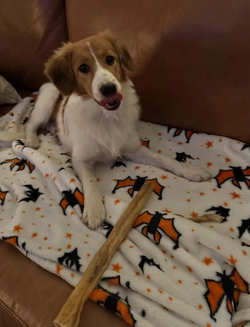 A young medium-sized female Australian Shepherd dog named Lola for adoption in Columbus, IN