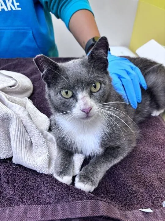 A young small-sized female Gray / Blue / Silver Domestic Short Hair cat named Olivia for adoption in Raleigh, NC