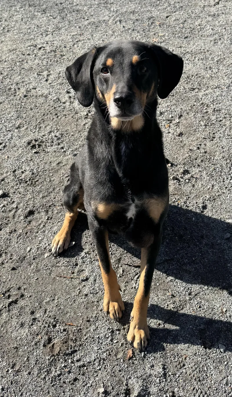 A senior medium-sized male Hound dog named Asher for adoption in Mendham, NJ