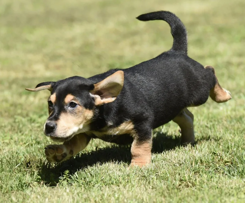 A baby small-sized male Dachshund dog named Jack for adoption in Mechanicsburg, PA