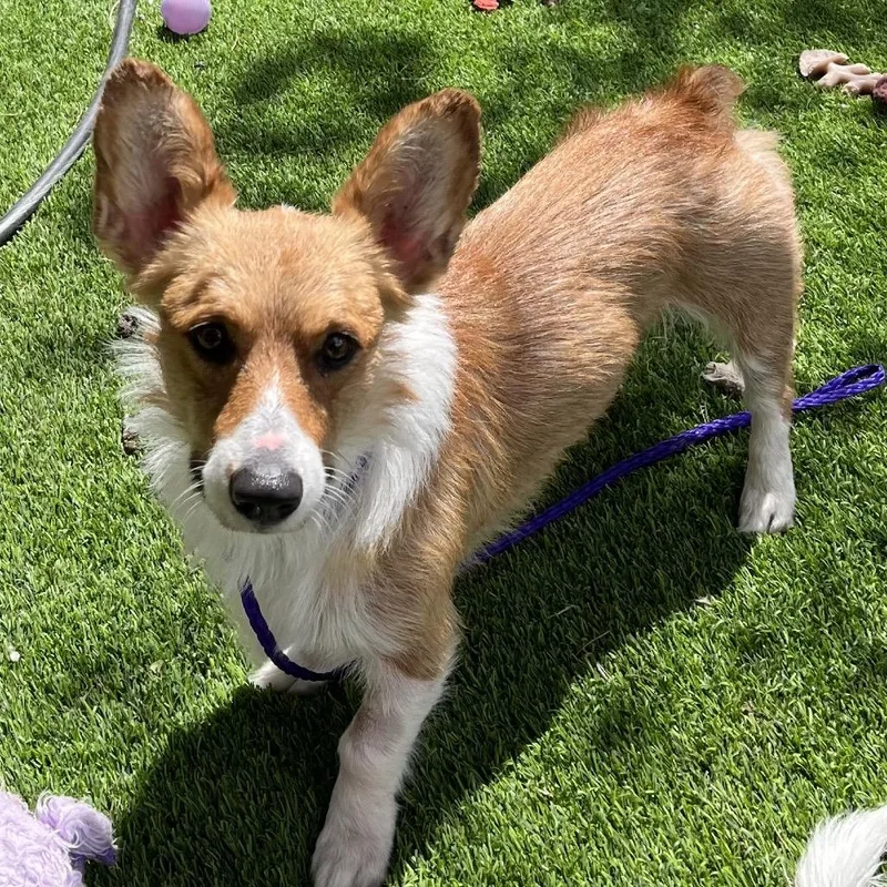 An adult medium-sized male Yellow / Tan / Blond / Fawn Cardigan Welsh Corgi dog named Adin Hill for adoption in Las Vegas, NV