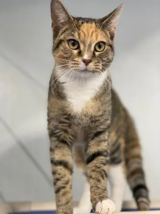 An adult small-sized female Domestic Short Hair cat named Belle for adoption in Vincennes, IN