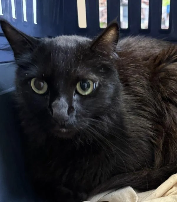 An adult medium-sized male Domestic Long Hair cat named Brandon for adoption in San Diego, CA