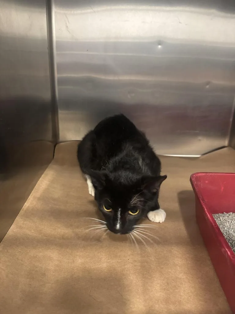 A young large-sized female Domestic Short Hair cat named Lauren for adoption in Cartersville , GA