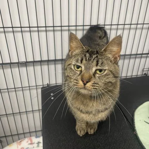 A young small-sized female Domestic Short Hair cat named Sepia for adoption in Georgetown, KY