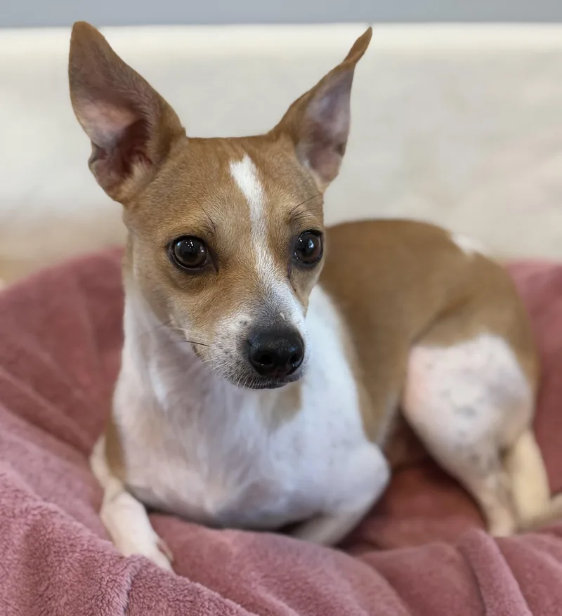 A baby small-sized female Jack Russell Terrier dog named Winnie for adoption in Lawrenceville, GA