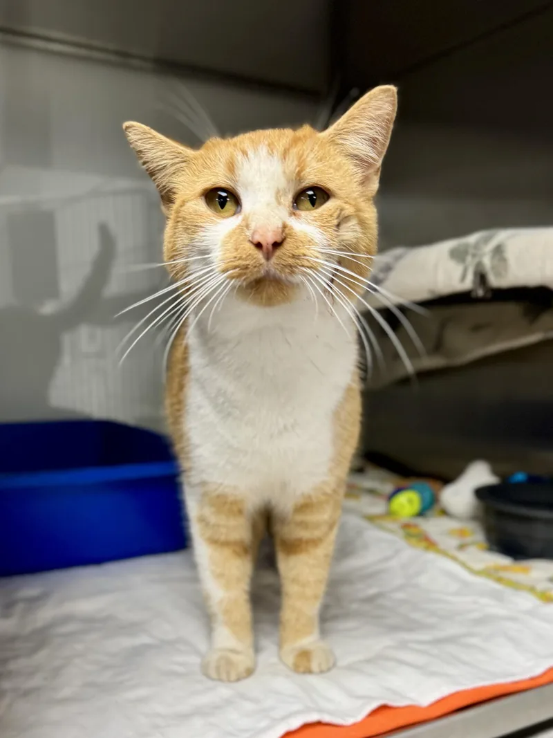 An adult medium-sized female Domestic Short Hair cat named Firefly for adoption in Midland, MI