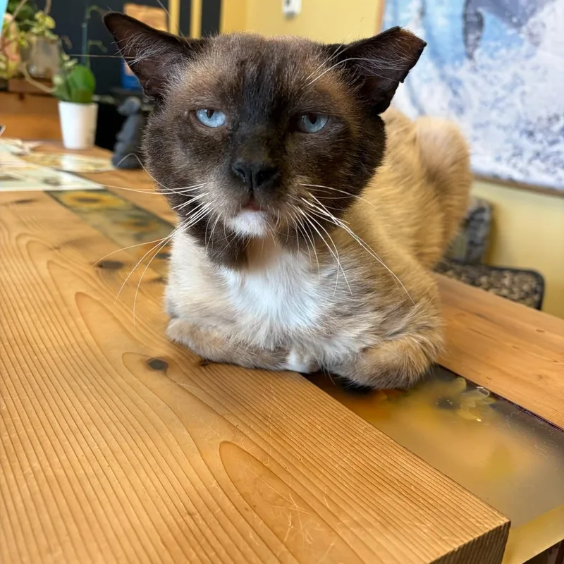 Sad Faced Simon
