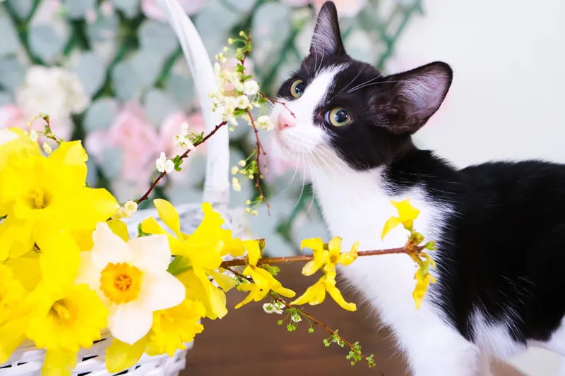 A baby medium-sized female Domestic Short Hair cat named Tinsel for adoption in Bensalem, PA