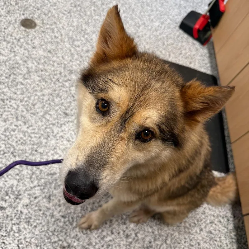 An adult large-sized female Brown / Chocolate Husky dog named Aura for adoption in Madisonville, TN
