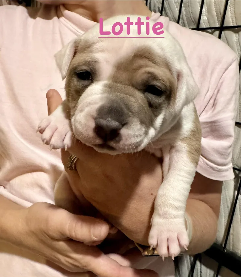 Lottie