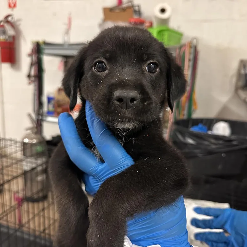A baby medium-sized male Black Mixed Breed dog named Goofy for adoption in Edinburg, TX
