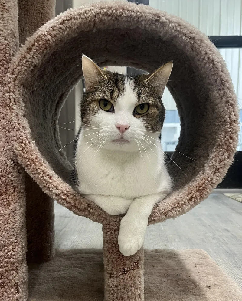 An adult large-sized male Tabby (Brown / Chocolate) Domestic Short Hair cat named Cole for adoption in Cashiers, NC