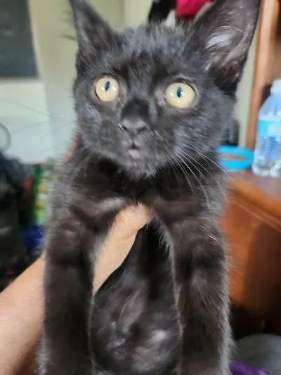 A baby medium-sized female Black Domestic Short Hair cat named Heidi Mini Nards for adoption in Mokena, IL