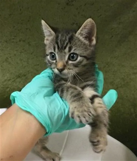 A baby small-sized male Domestic Short Hair cat named Fish for adoption in Riverside, CA