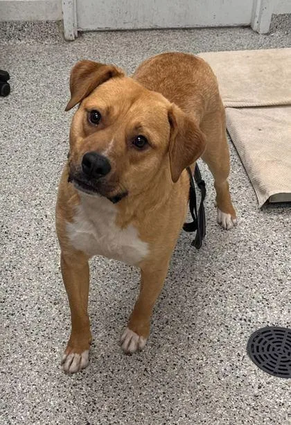 An adult large-sized male Yellow / Tan / Blond / Fawn Mixed Breed dog named Starbucks for adoption in Kansas City, MO