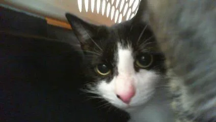 An adult large-sized male Domestic Short Hair cat named Indigo for adoption in Charlotte, NC