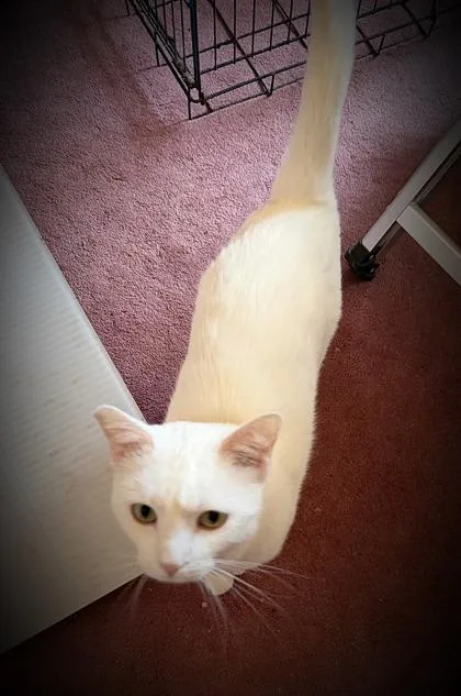 An adult medium-sized male Ragdoll cat named Snowball for adoption in Klamath Falls, OR