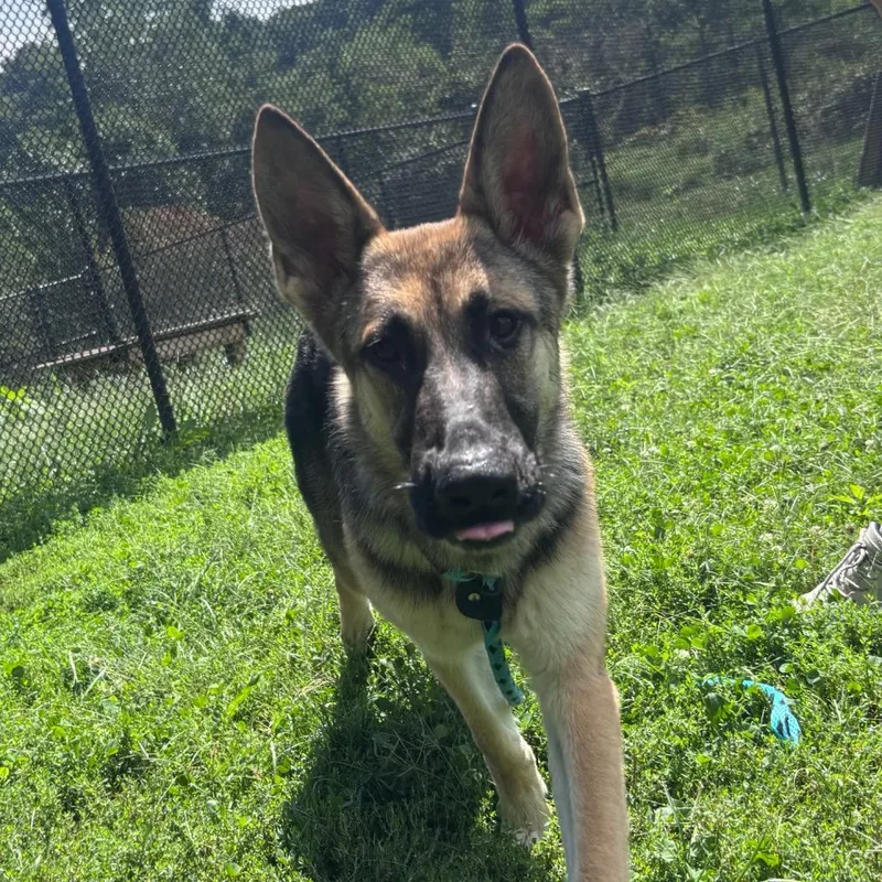 A young medium-sized female Black German Shepherd Dog dog named Squirt for adoption in York, PA