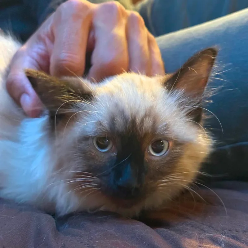A baby small-sized male Cream / Ivory Siamese cat named Churro for adoption in Long Beach, CA