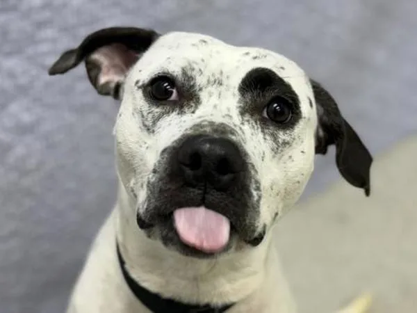 Dippin Dots thumbnail 2