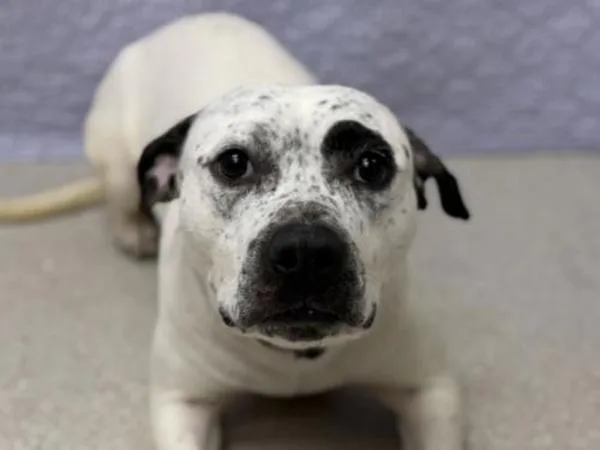 Dippin Dots thumbnail 3