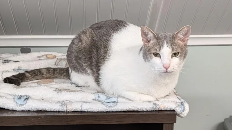 A young medium-sized male Domestic Short Hair cat named Sammy Q for adoption in Harpers Ferry, WV